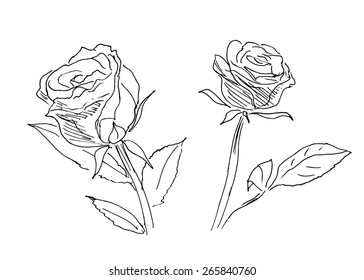 hand sketch of two roses