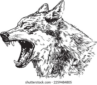Hand sketch of wolf head. Vector illustration.