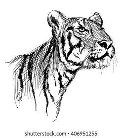 Hand sketch of a young tiger