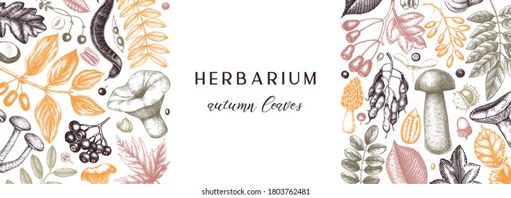 Hand sketched autumn banner in color. Elegant and trendy botanical template with autumn leaves, pumpkins, berries, mushrooms, nuts drawings. Vintage plants template. Autumn forest background.