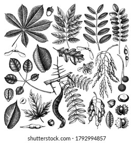 Hand sketched autumn leaves collection. Elegant and trendy botanical elements. Hand drawn autumn leaves, berries, seeds  sketches. Perfect for invitation, cards, flyers, menu, label, packaging. 