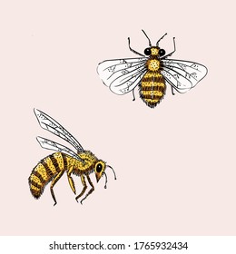 Hand Sketched Bees Vector Decorative Element Set