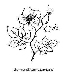 Hand sketched black and white Botanical Illustration of roseship bloom and berries with leaves. Doodle style ink outline drawing. Floral design element for flowering   tea, herbs package.