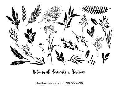 Hand sketched botanical vector vintage elements - laurels, leaves, flowers. Perfect for invitations, greeting cards, quotes, blogs, Wedding Frames, posters - Vector