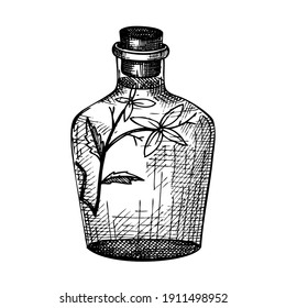 Hand sketched bottles with flower extract in vintage style. Glassware hand drawing for cosmetic or perfume. Alchemy laboratory equipment sketch. Magic, witchcraft and mysticism glassware illustration