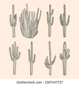 Hand sketched cactus vector illustration. A set of vector linear cactuses. Cactus vector illustrations. Hand drawn outline cactus set.