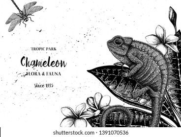 Hand sketched Chameleon. Isolated exotic animal illustration on white background. Reptiles drawing. Black and white lizard sketch. Realistic style outline. Tropical design template.