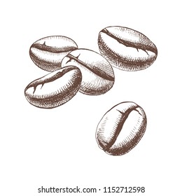 Hand sketched coffee beans isolated on white background. Vector illustration