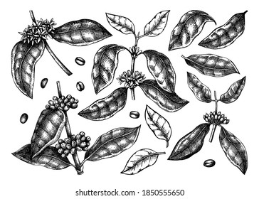 Hand sketched Coffee plants, beans, leaves, and flowers illustrations bundle. Botanical elements on white background. Hand-drawn coffee tree branches in engraved style. Drink ingredients set.