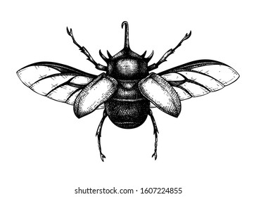 Hand sketched five-horned rhinoceros beetle. Insects collection. Isolated entomological illustration on white background. Insects drawing. Black and white rhinoceros beetle sketch. Realistic outline.