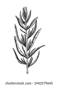 Handskizzierte französische Tarragon botanische Illustration. Estragonskizze mit Gravur. Kann als aromatische Kräuterpflanze, Kräutertee-Zutat verwendet werden. Für Parfüm, Kochen und französische Küche.