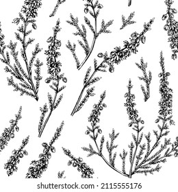 Hand sketched heather background. Vintage summer florals drawing seamless pattern. Traditional plant of Scotland. Botanical elements in engraved style. Heather flowers backdrop.