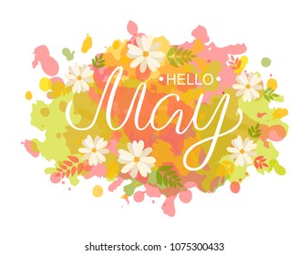 Hand sketched Hello May typography lettering poster on colorful watercolor background with flat design spring chamomile flowers. Hand drawn banner, card template. Calligraphy text, vector illustration