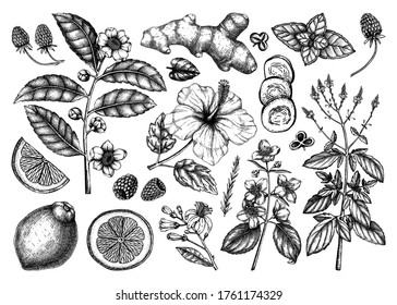 Hand sketched herbal tea ingredients collection. Vector botanical illustrations set. Perfect for recipe, menu, label, icon, packaging, Vintage herbs, flowers, leaves, and fruits outlines.