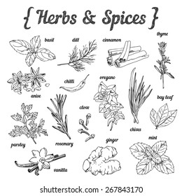 Hand sketched herbs and spices on white background