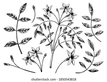 Hand sketched Jasmine botanical illustration. Vector leaves and flowers set. White Jasmine - hand-drawn flowering plant in engraved style. Floral drawing on white background. Tea ingredients