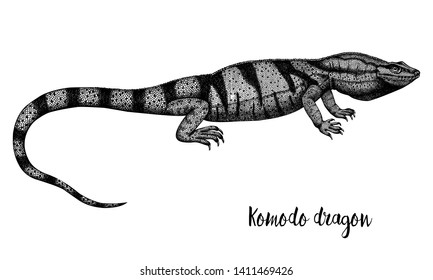 Hand sketched Komodo dragon illustration. Reptilian collection. Isolated animal drawing on white background. Hand drawn reptile outlines. Black and white varan lizard sketch. Wildlife lineart.