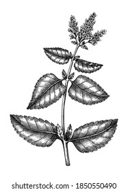 Hand sketched Mint botanical illustration with leaves and flowers. Peppermint - hand-drawn medical herbs and spices. Engraved style herbal plant on white background. Healthy tea ingredients