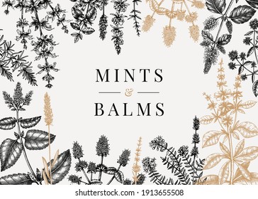 Hand Sketched Mints Banner. Mints Plants Design. Vintage Herbs, Leaves, Flowers Hand Drawings Background. Perfect For Recipe, Menu, Label, Packaging. Herbal Tea Template. Botanical Illustration.