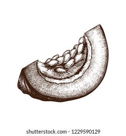 Hand sketched pumpkin slice. Isolated on white background. Engraved style vector food illustration. For thanksgiving design. 