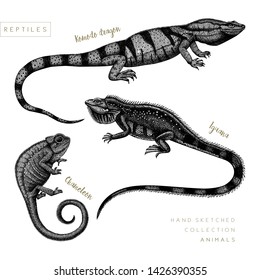 Hand sketched reptiles collection. Isolated animal drawings on white background. Hand drawn reptiles outlines. Black and white  lizards - chameleon, iguana, Komodo dragon sketches. Wildlife lineart.