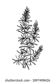 Hand sketched Rosemary illustration. Medicinal herbs design. Herbal tea ingredients. Aromatic and medicinal plants drawing. Botanical elements in engraved style for label, brands, packaging