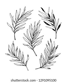 Hand sketched tropical vector elements. Palm leaves. Floral design elements. Perfect for invitations, greeting cards, prints, posters