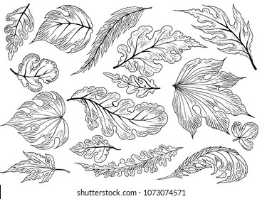 Hand sketched vector vintage elements.Wild and free. Perfect for invitations, greeting cards, quotes, blogs, Wedding Frames, posters.silhouette of elements