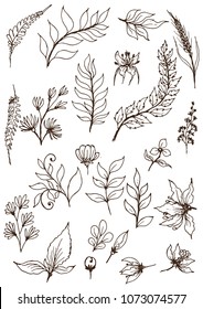 Hand sketched vector vintage elements.Wild and free. Perfect for invitations, greeting cards, quotes, blogs, Wedding Frames, posters.silhouette of elements