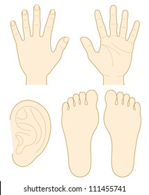 hand, the sole of a foot, ear