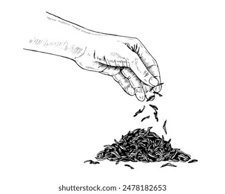 A Hand sprinkles dried Tea leaves. Vector handdrawn illustration. White and black line art drawing on background. Sketch of a bunch of selected herbs or spices. Changeable food production clipart