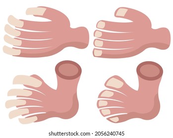 hand and toe nails when long or short