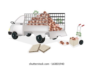 Hand Truck or Dolly Loading Fresh Raw Taro Roots and Taro Plant into A Pickup, Ready for Shipping or Delivery. 