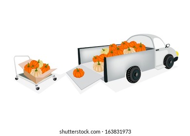 Hand Truck or Dolly Loading Fresh Raw Pumpkins into A Pickup, Ready for Shipping or Delivery. 