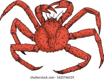 Hand And Vector Drawing Of A King Crab.