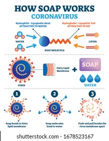 Hand washing with soap to fight coronavirus Covid-19 vector illustration. Educational diagram with explanation how cleaning push and pull breaks virus membrane apart. Lipid molecule bonding scheme.