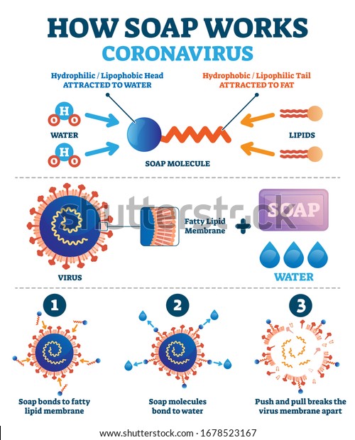 Hand washing with soap to fight coronavirus\
Covid-19 vector illustration. Educational diagram with explanation\
how cleaning push and pull breaks virus membrane apart. Lipid\
molecule bonding scheme.