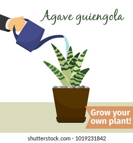 Hand with watering can pours agave guiengola vector illustration for flower shop