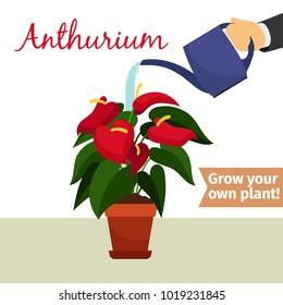 Hand with watering can pours anthurium vector illustration for flower shop