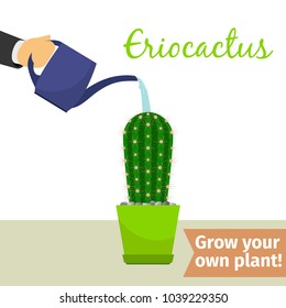 Hand with watering can pours eriocactus vector illustration for flower shop