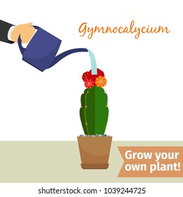 Hand with watering can pours gymnocalycium vector illustration for flower shop