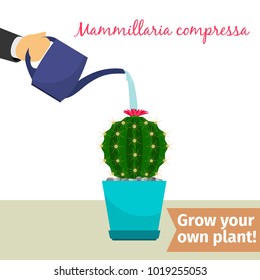 Hand with watering can pours mammillaria compressa vector illustration for flower shop