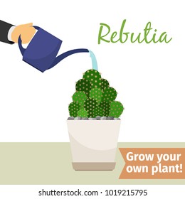 Hand with watering can pours rebutia vector illustration for flower shop