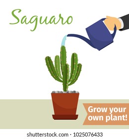 Hand with watering can pours saguaro vector illustration for flower shop