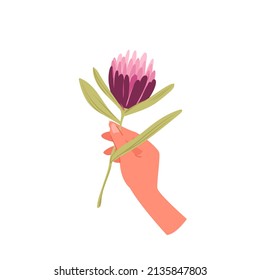 Hand of woman holding elegant aster pink flower vector illustration. Cartoon girls arm with one fresh gentle plant with leaves, greeting card decoration isolated on white. Invitation, gift concept