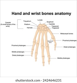 hand and wrist bones anatomy label illustration