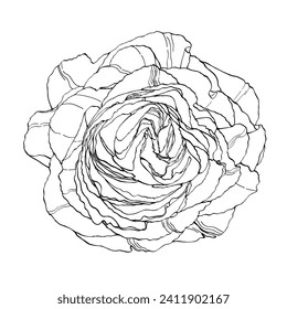 Hand-draw line rose flower. Great for wedding invitation and greeting cards or logo design.