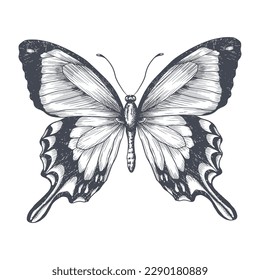 Hand-draw of monarch butterfly on a paper backround. Vector illustration. Place for your text