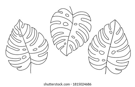 Hand-draw set of tropical monstera leaves. Exotic plant - Monstera Deliciosa. Black contours isolated on a white background. Vector stock illustration for cards, flyers, stickers, textile, web design. - Shutterstock ID 1815024686