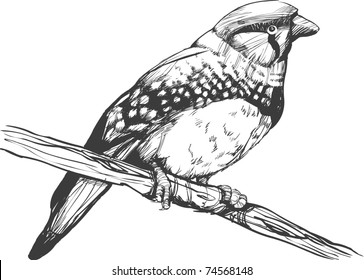 handgezeichneter Vektor-Vogel - Vektorgrafiken von Vintage-Vögeln